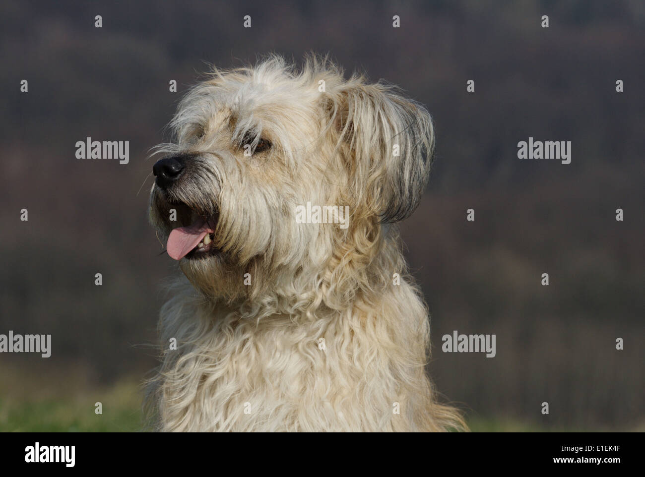 Gos d'atura Mischling ritratto von der Seite Foto Stock