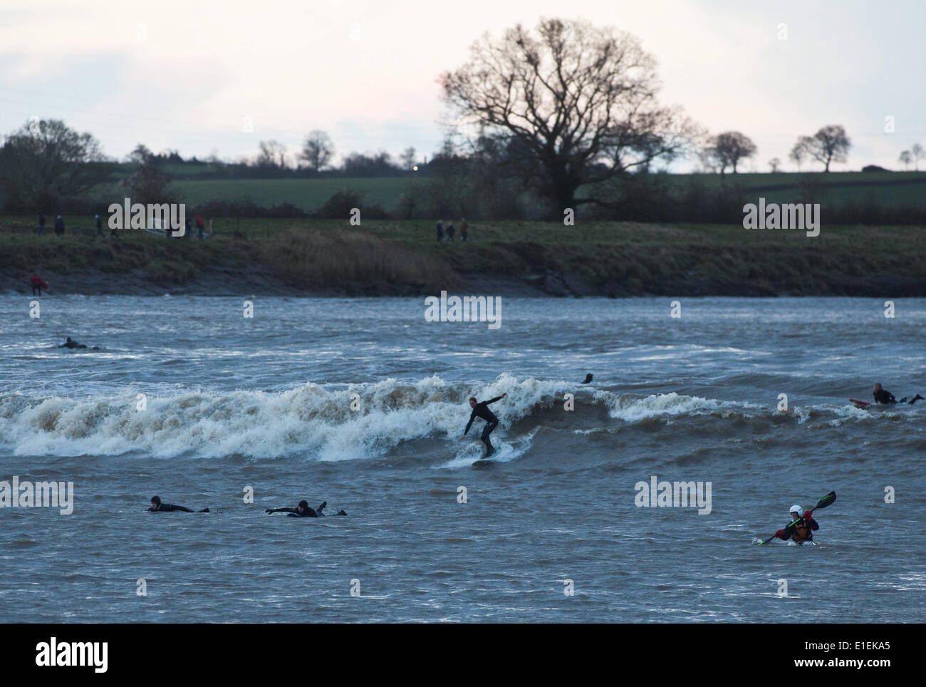 Surfisti cavalcare il Severn onda alesaggio come passa Scandicci ha nel Gloucestershire. Il 1 febbraio 2014. Foto Stock