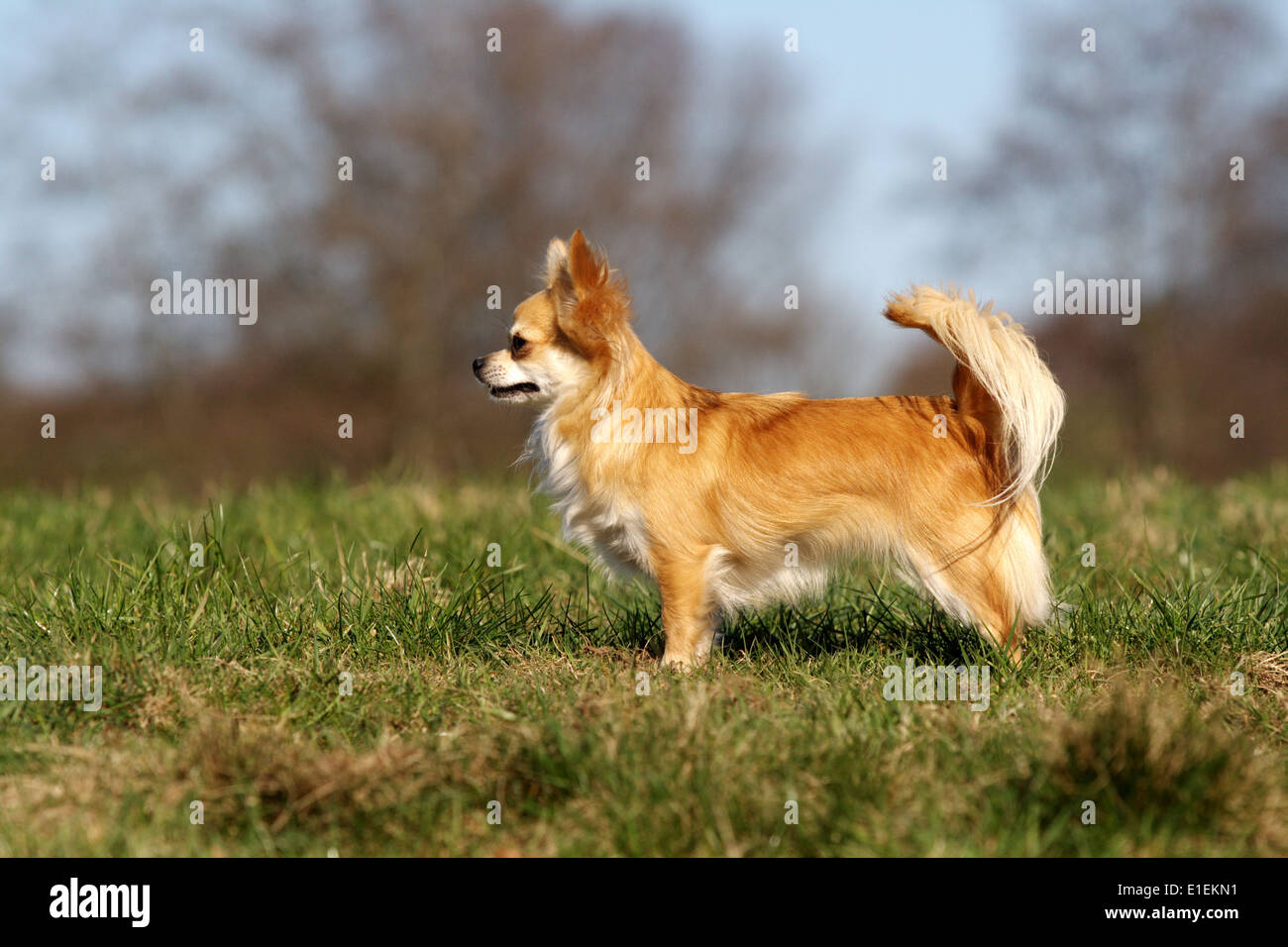 Langhaar Chihuahua steht seitlich auf der Wiese Foto Stock