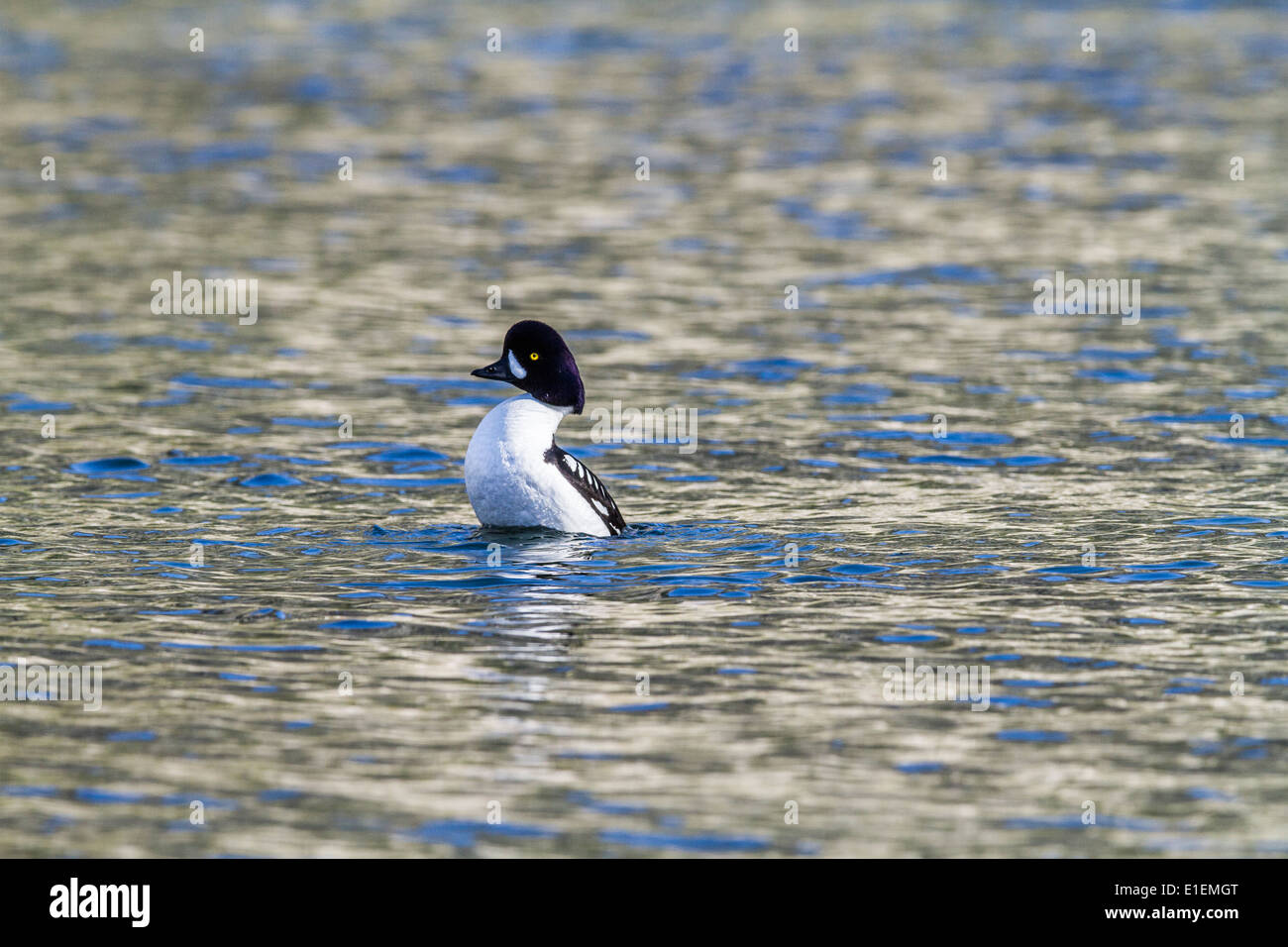 Barrow è goldeneye (Bucephala islandica) colpisce in bianco & nero maschio colorati, in piedi, che mostra il comportamento di accoppiamento. Foto Stock