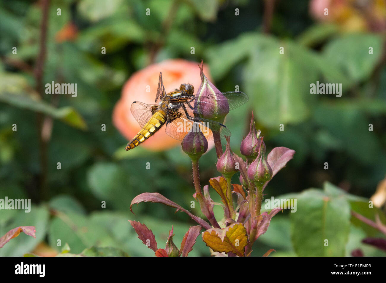 Regent's Park di Londra, Regno Unito. 2 Giugno 2014. Una femmina di ampia corposi Chaser dragonfly si crogiola su un bocciolo di rosa in Queen Mary's Rose Garden, Regents Park. Il giardino delle rose è Londra la più grande collezione di rose con circa 12.000 rose coltivate nei giardini. Credito: Patricia Phillips/Alamy Live News Foto Stock
