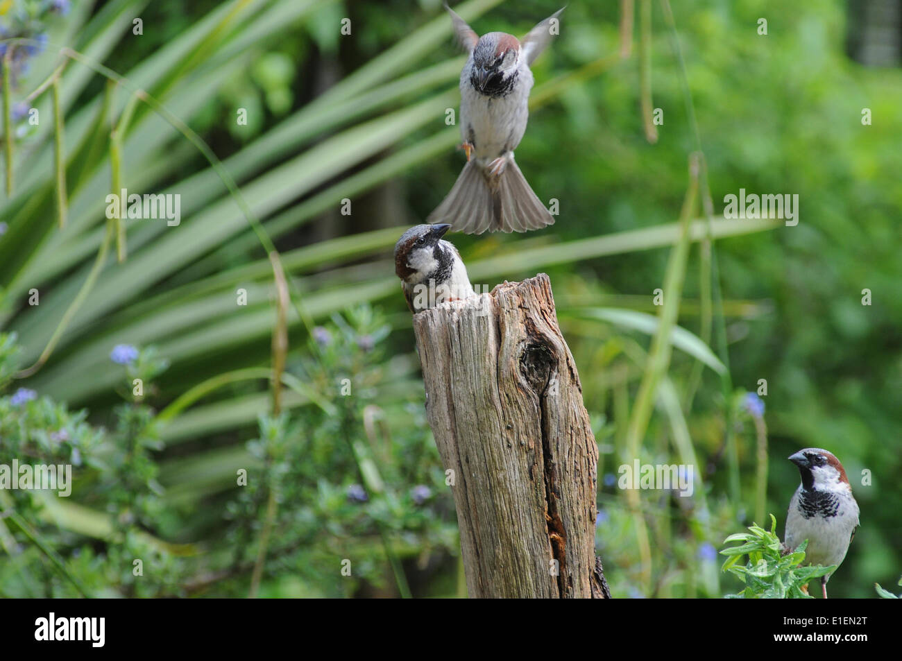 Broad Oak, Heathfield, East Sussex, UK.2 June 2014.Sparrows combattere contro il worm mealworm nascosto in un vecchio palo da recinzione. Alimentazione frenzy ora per alimentare nuovi hatchlings. Alcuni interessanti studi di volo. Foto Stock