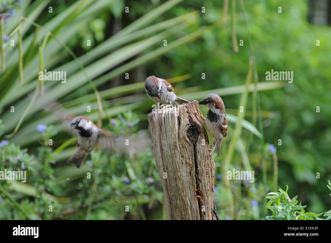 Broad Oak, Heathfield, East Sussex, UK.2 June 2014.Sparrows combattere contro il worm mealworm nascosto in un vecchio palo da recinzione. Alimentazione frenzy ora per alimentare nuovi hatchlings. Alcuni interessanti studi di volo. Foto Stock