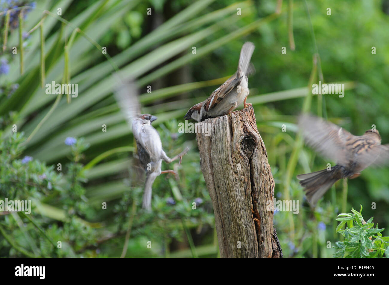 Broad Oak, Heathfield, East Sussex, UK.2 June 2014.Sparrows combattere contro il worm mealworm nascosto in un vecchio palo da recinzione. Alimentazione frenzy ora per alimentare nuovi hatchlings. Alcuni interessanti studi di volo. Foto Stock