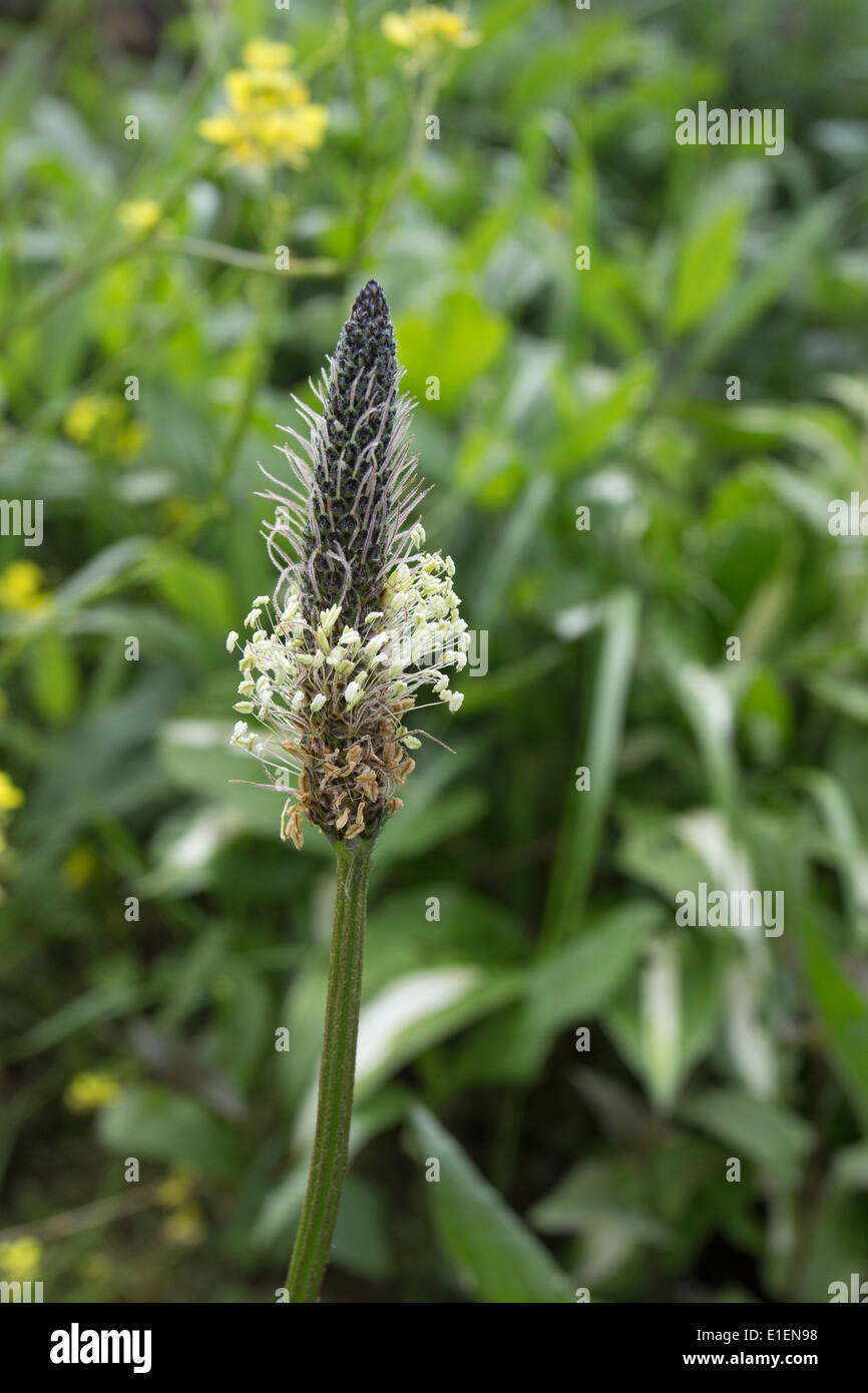 Flower/testa di semi di piantaggine Ribwort Planzago lanceolata REGNO UNITO Foto Stock