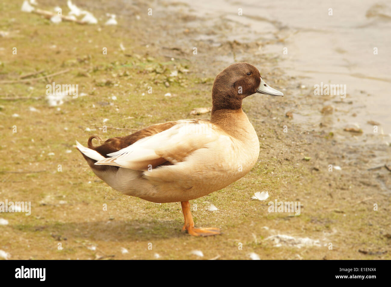 Kaki Campbell Duck Foto Stock