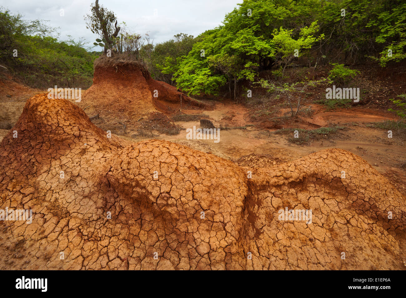 Paesaggio eroso in Sarigua national park (deserto) nella provincia di Herrera, Repubblica di Panama. Foto Stock
