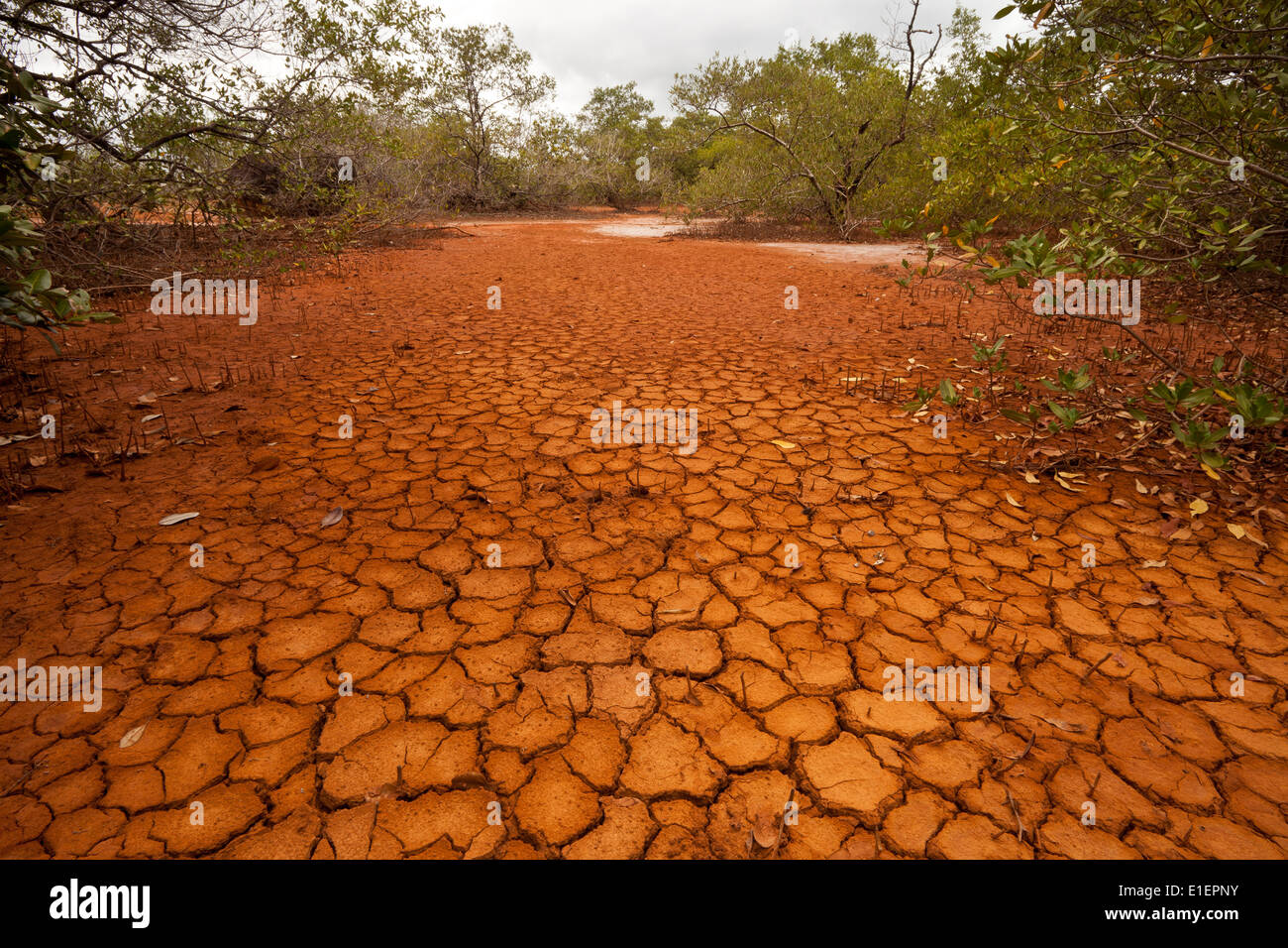 Massa fessurato in Sarigua national park (deserto) nella provincia di Herrera, Repubblica di Panama. Foto Stock