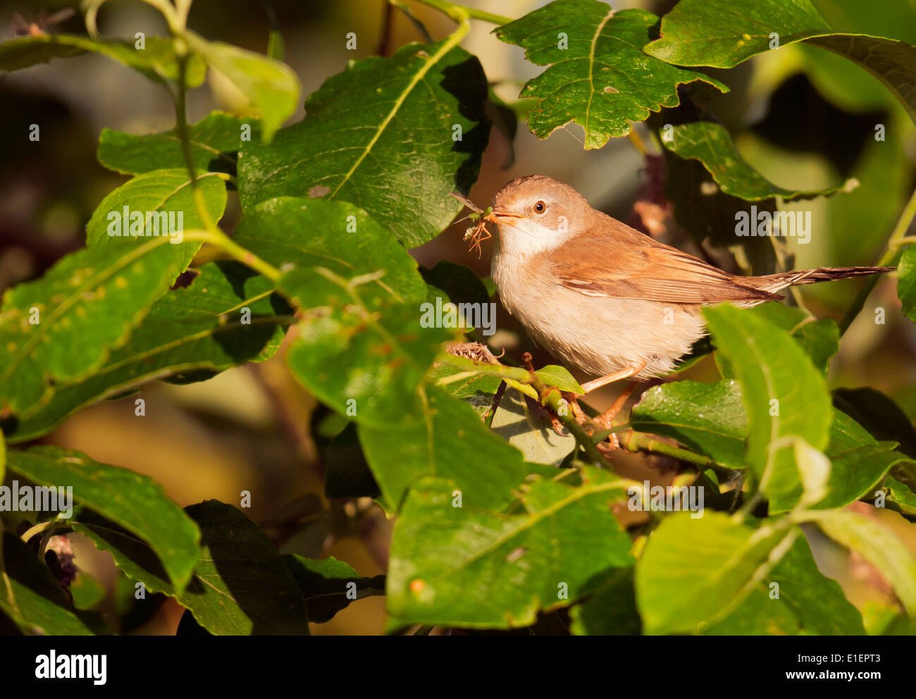 Whitethroat (Sylvia communis) raccogliere gli insetti per alimentare recentemente fledged ragazzi Foto Stock