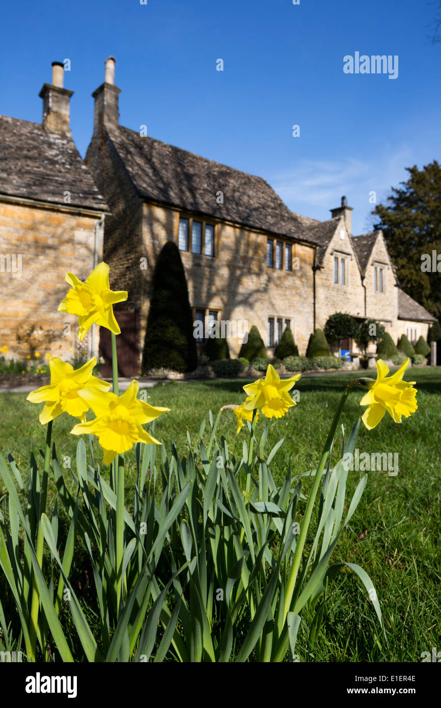 Cotswold cottage con molla narcisi Foto Stock