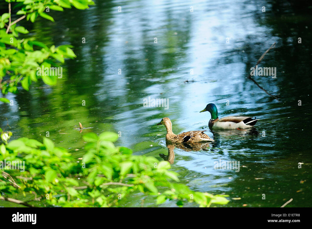 Maschio e femmina le anatre bastarde nuoto sull ecosistema del fiume. Foto Stock