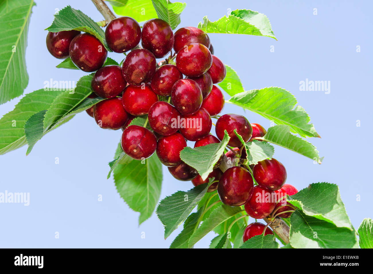 Il ramo di ciliegio con maturi dolci gustosi bacche e foglie contro il cielo blu chiaro Foto Stock