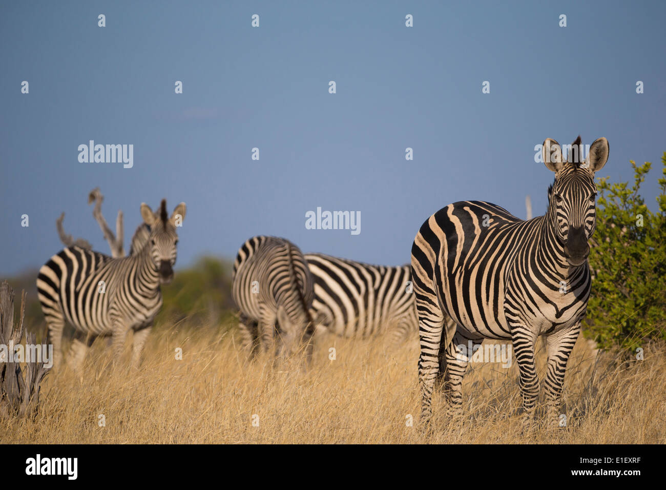 Le pianure Zebra (Equus quagga) in erba lunga Foto Stock