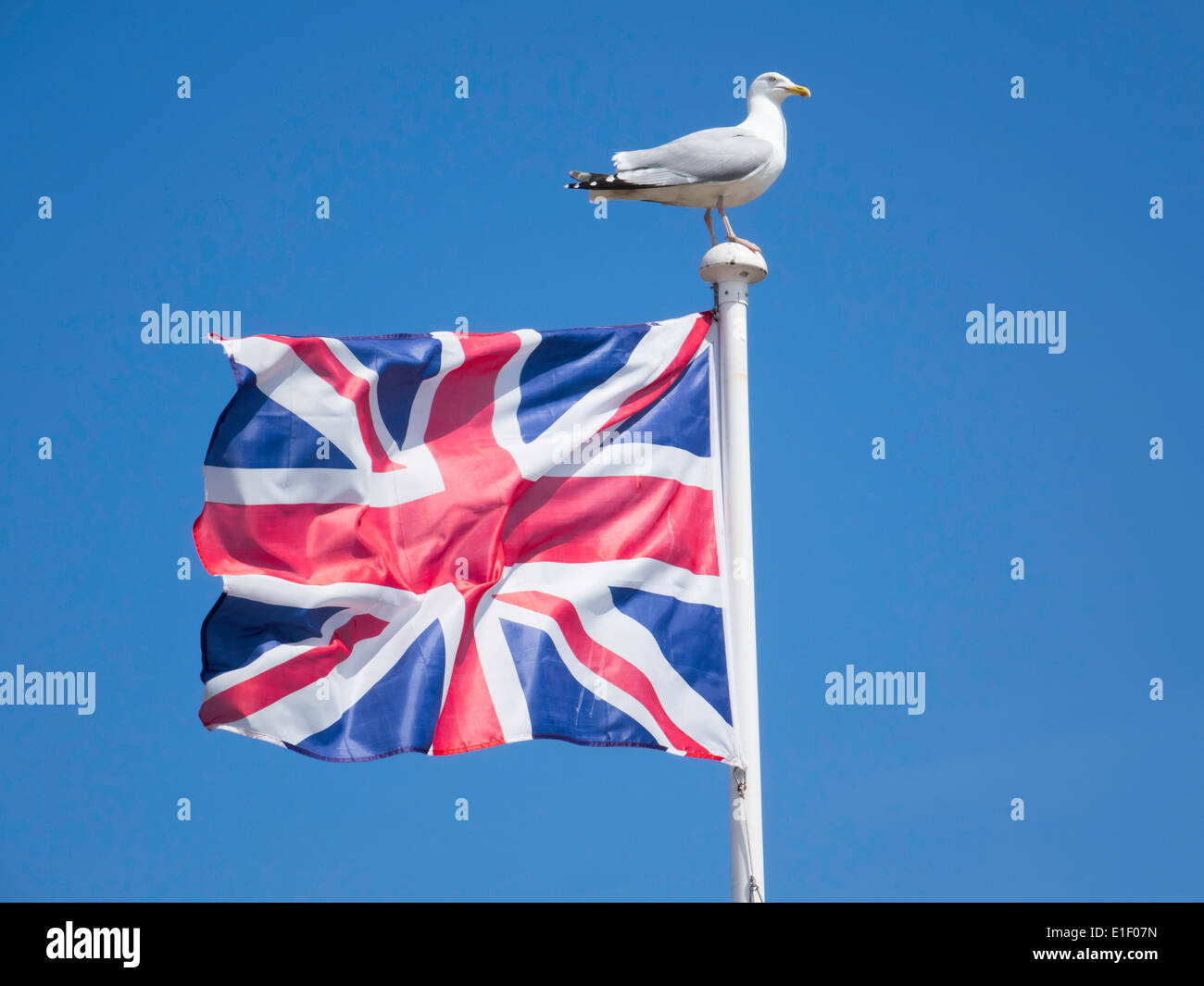 Britannica Union Jack Flag con un'aringa gull Larus argentatus appollaiato sulla parte superiore del palo Foto Stock