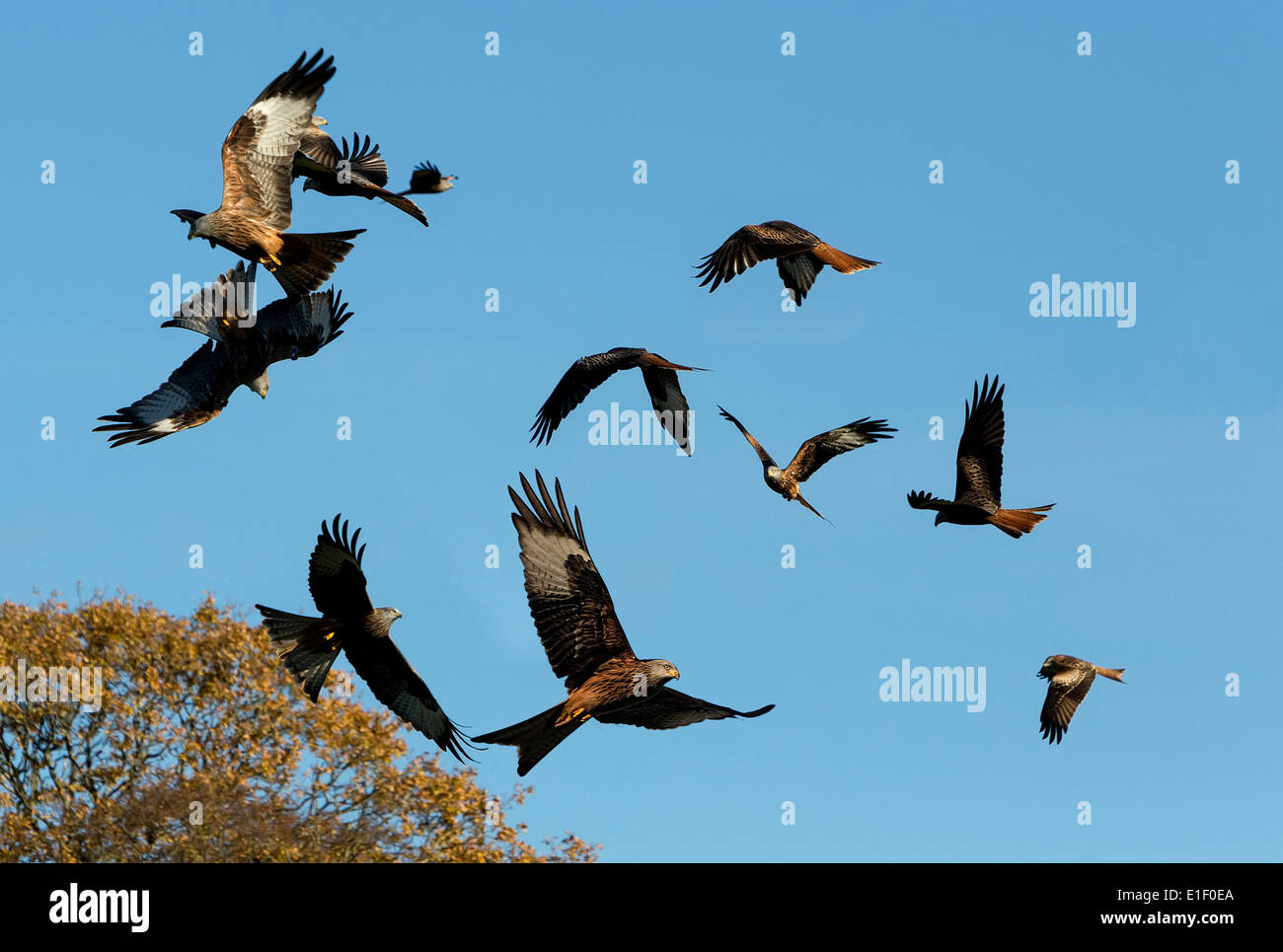 Red kites alla stazione di alimentazione, Milvus milvus, Mid Wales, Regno Unito Foto Stock