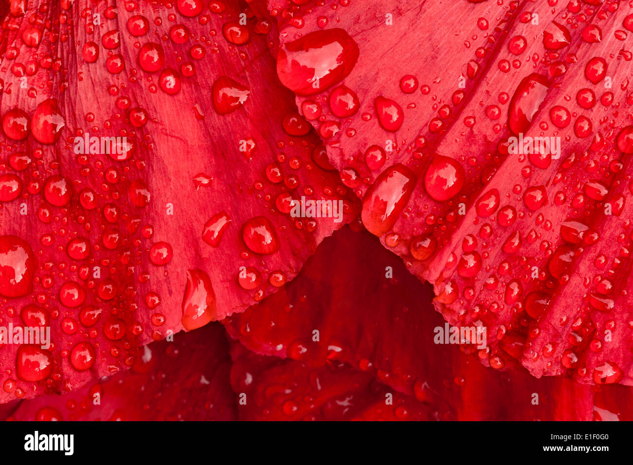 Oriental papavero (Papaver orientale) 'capo indiano". Primo piano di petali con gocce di pioggia Foto Stock