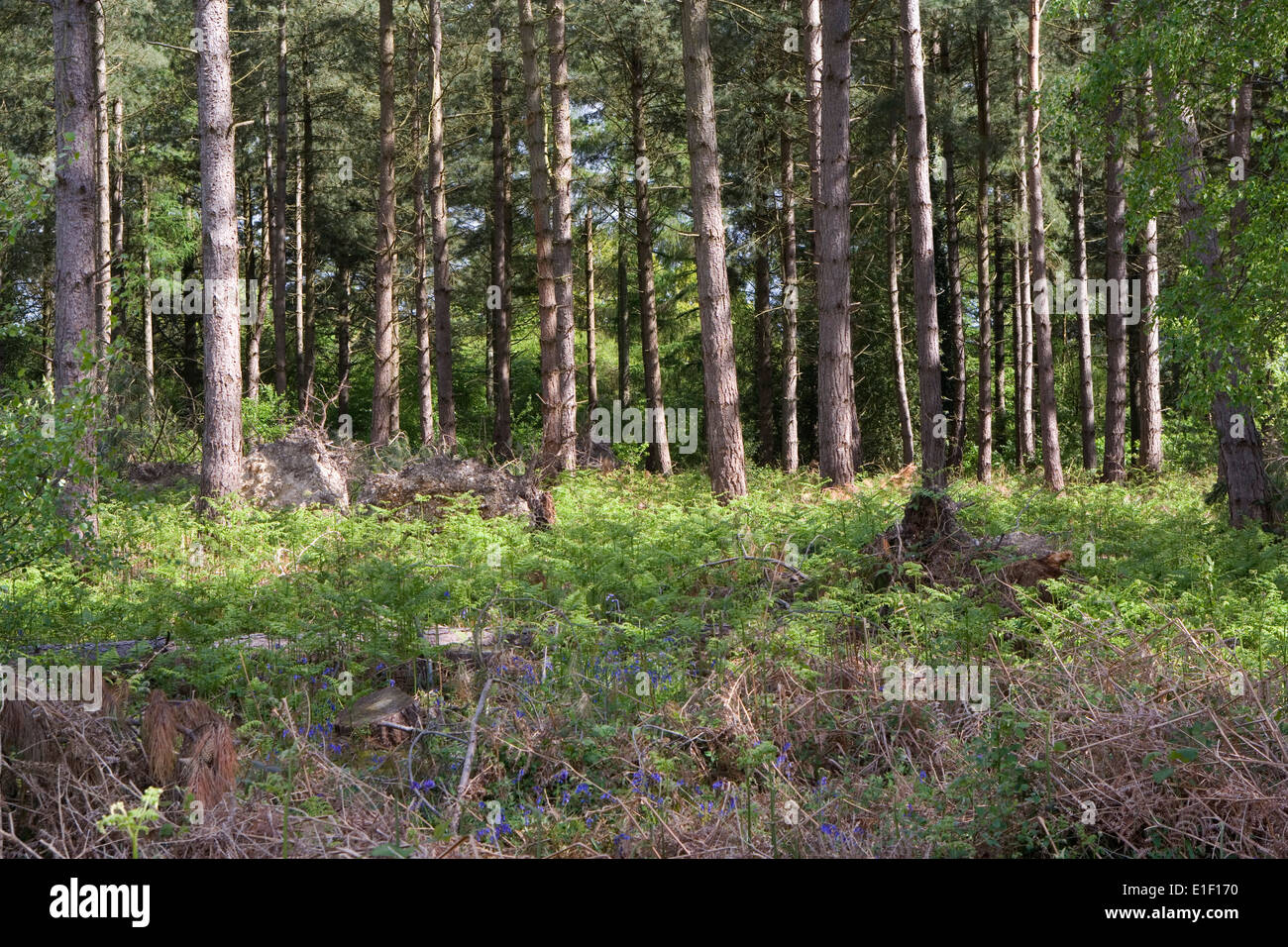 Foresta di Pini & bracken Foto Stock