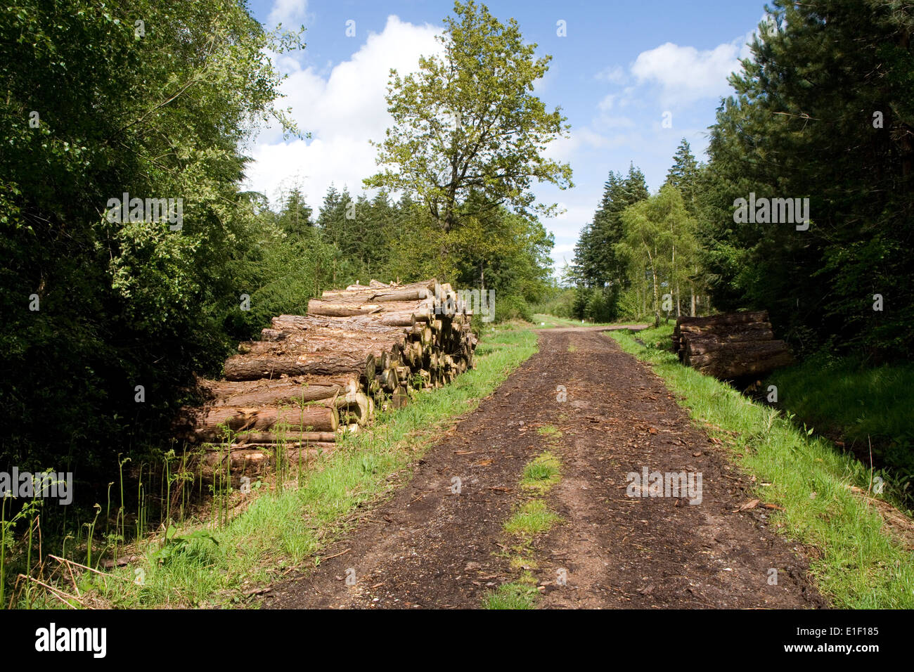 Commerciale pista forestale e registri Foto Stock