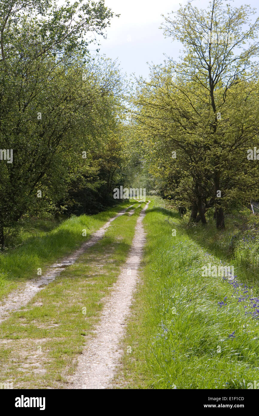 Pista forestale Foto Stock