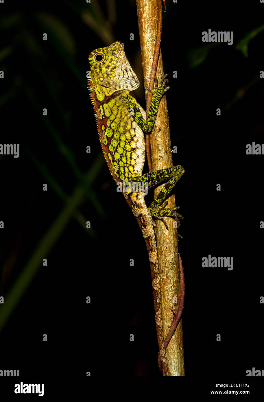 Lizard, foresta pluviale di notte, Mulu, Malaysia Foto Stock