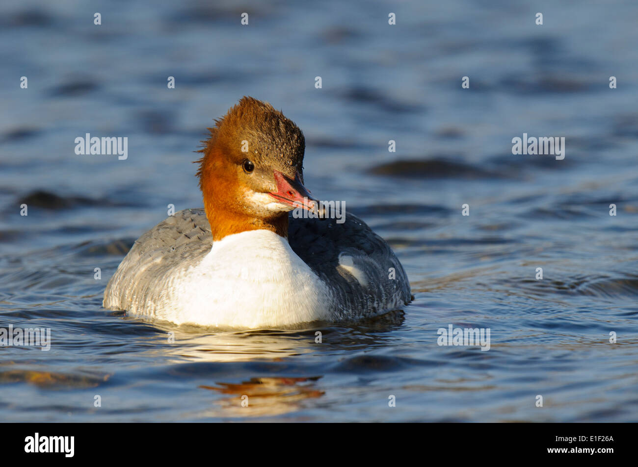 Smergo maggiore (Mergus merganser) femmina adulta nuoto in acque increspato di Llyn Padarn a Llanberis, il Galles del Nord. Febbraio. Foto Stock