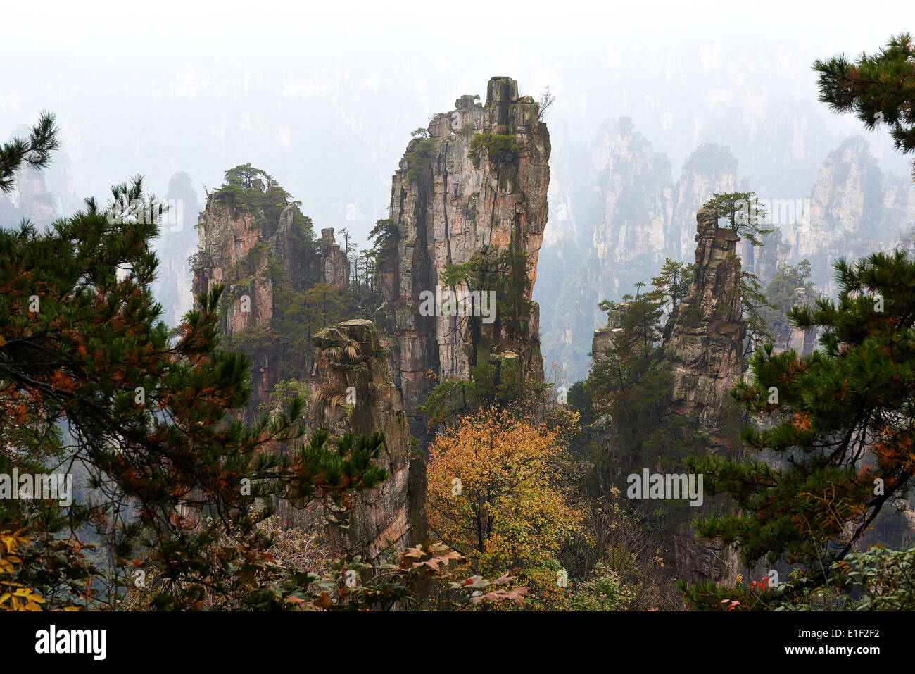 La Cina, nella provincia del Hunan, Zhangjiajie Wulingyuan, Scenic Area, Zhangjiajie National Forest Park, Patrimonio Mondiale dell Unesco Foto Stock
