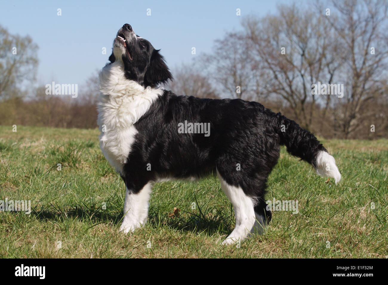 Junger Border Collie steht seitlich auf der Wiese und schaut nach oben Foto Stock