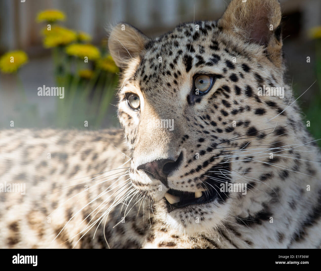 Maschio di leopardo persiano (faccia colpo) Foto Stock