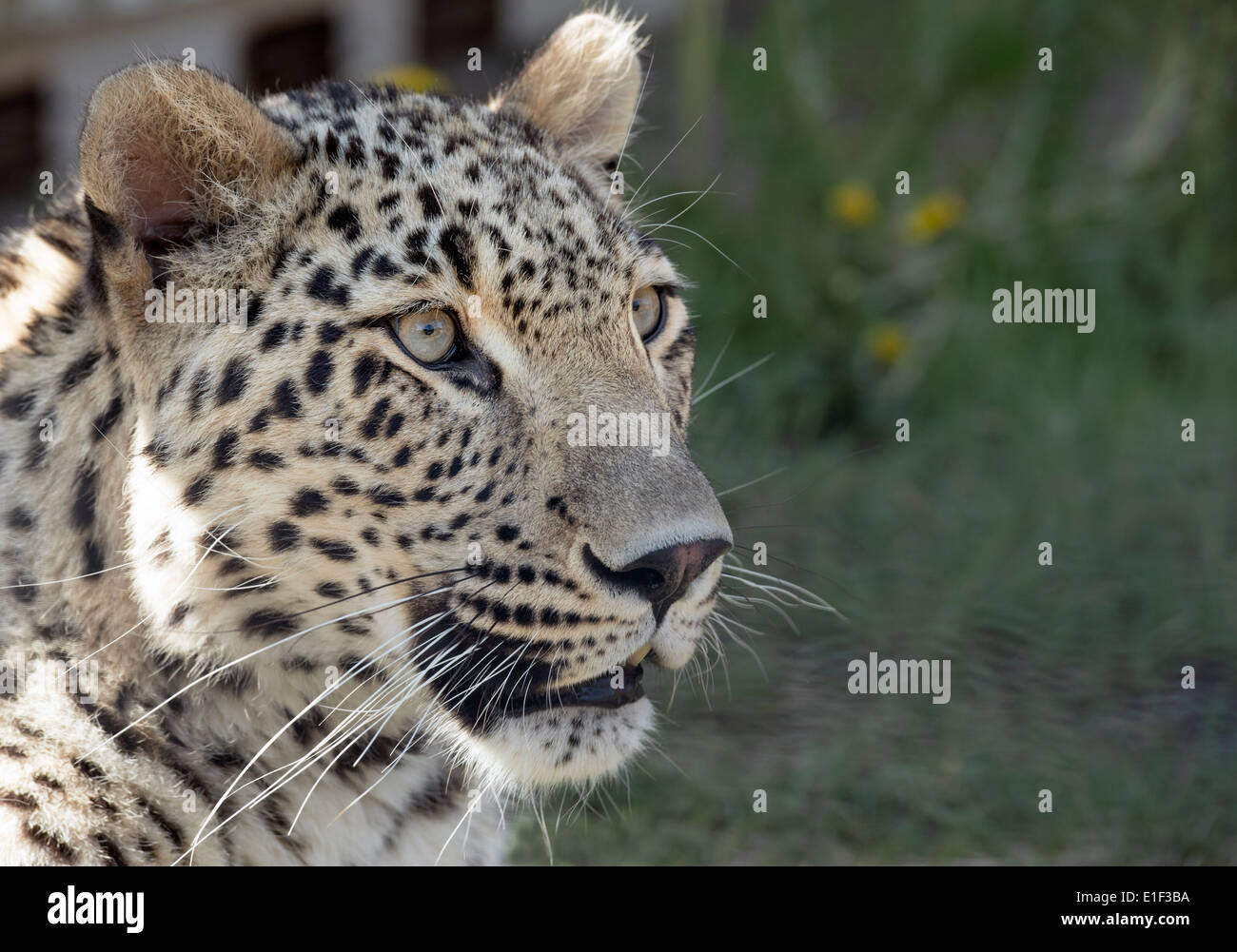 Maschio di leopardo persiano (faccia colpo) Foto Stock