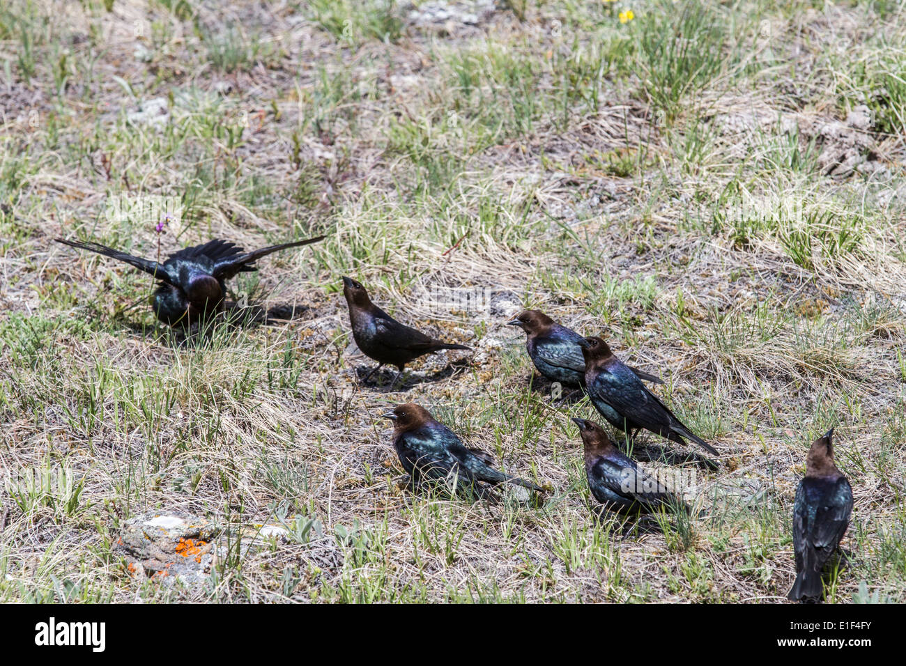 Brewer's Blackbird (Euphagus cyanocephalus) gregge seduta sul terreno di alimentazione. Waterton National Park, Alberta, Canada Foto Stock