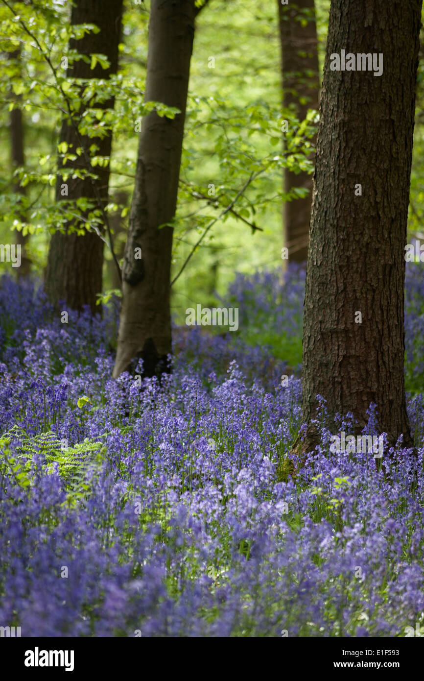 Bluebells flowering in bosco Foto Stock