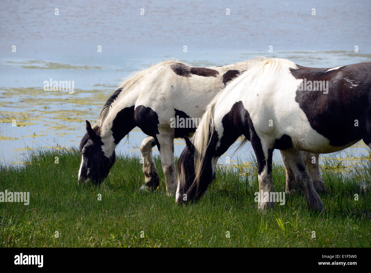 Vanner cavalli al pascolo la molla erba sul prato porta, Oxford Foto Stock