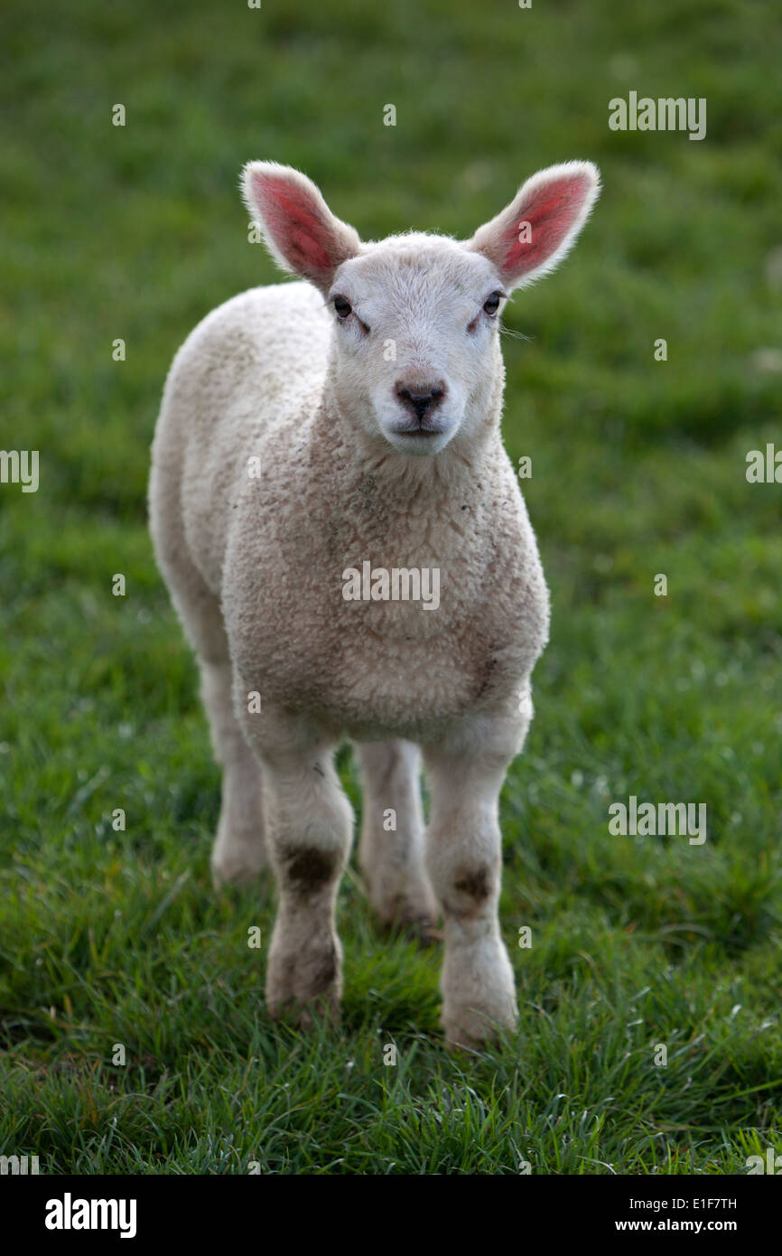 Agnello in piedi in erba verde campo Foto Stock