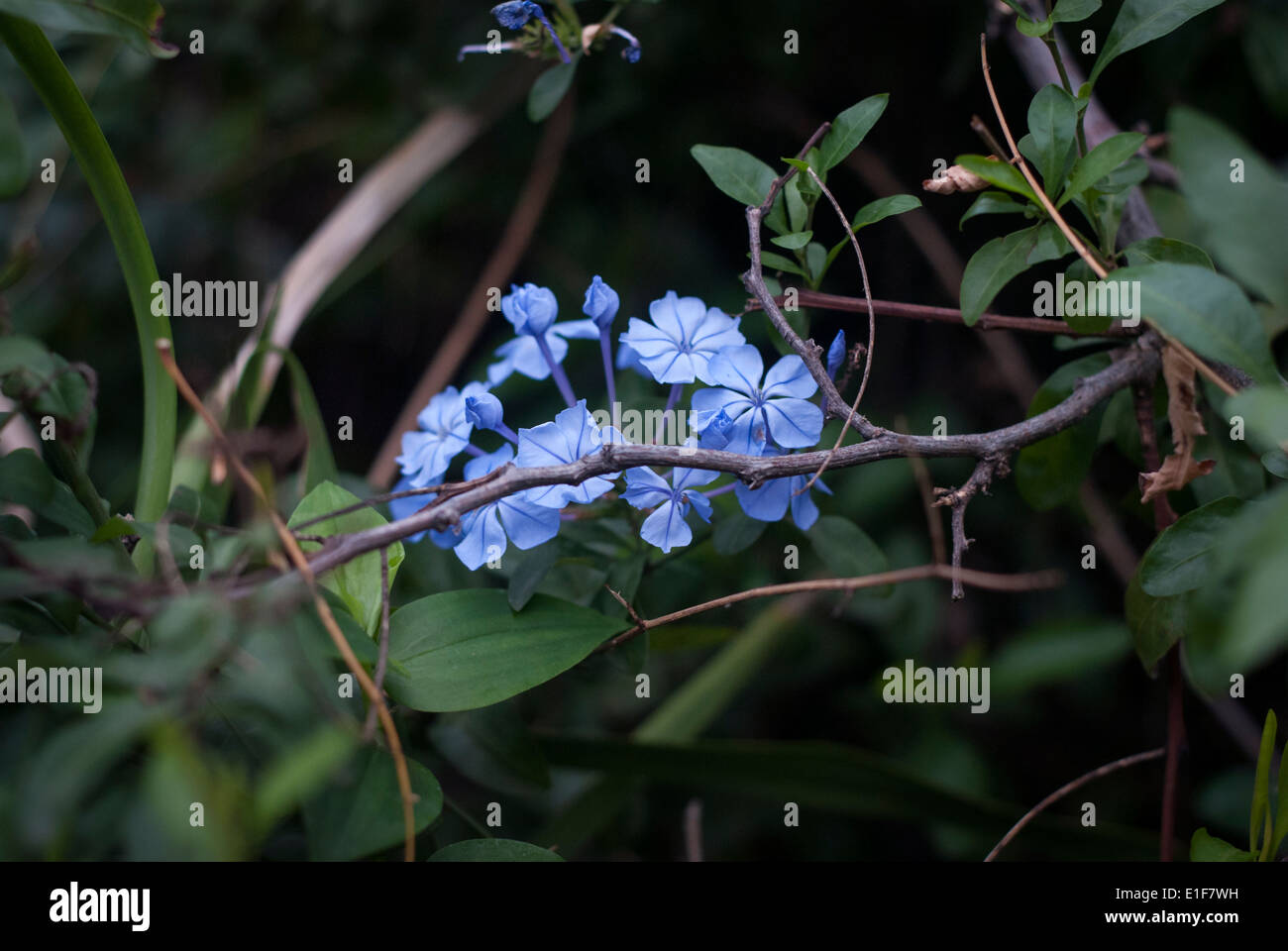 Blue Moon Phlox fiori perenni Foto Stock
