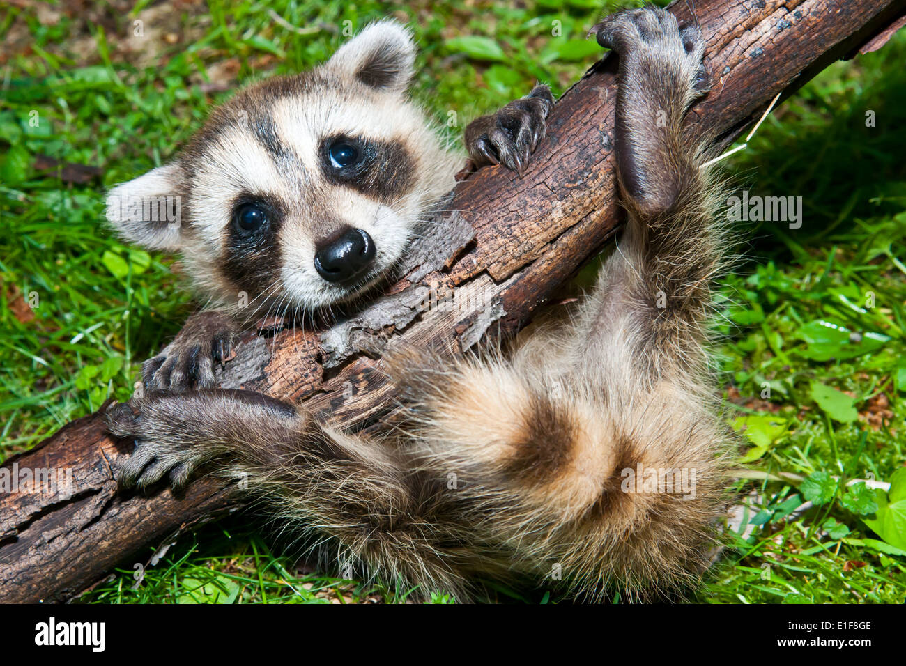 Raccoon imparare a salire Foto Stock