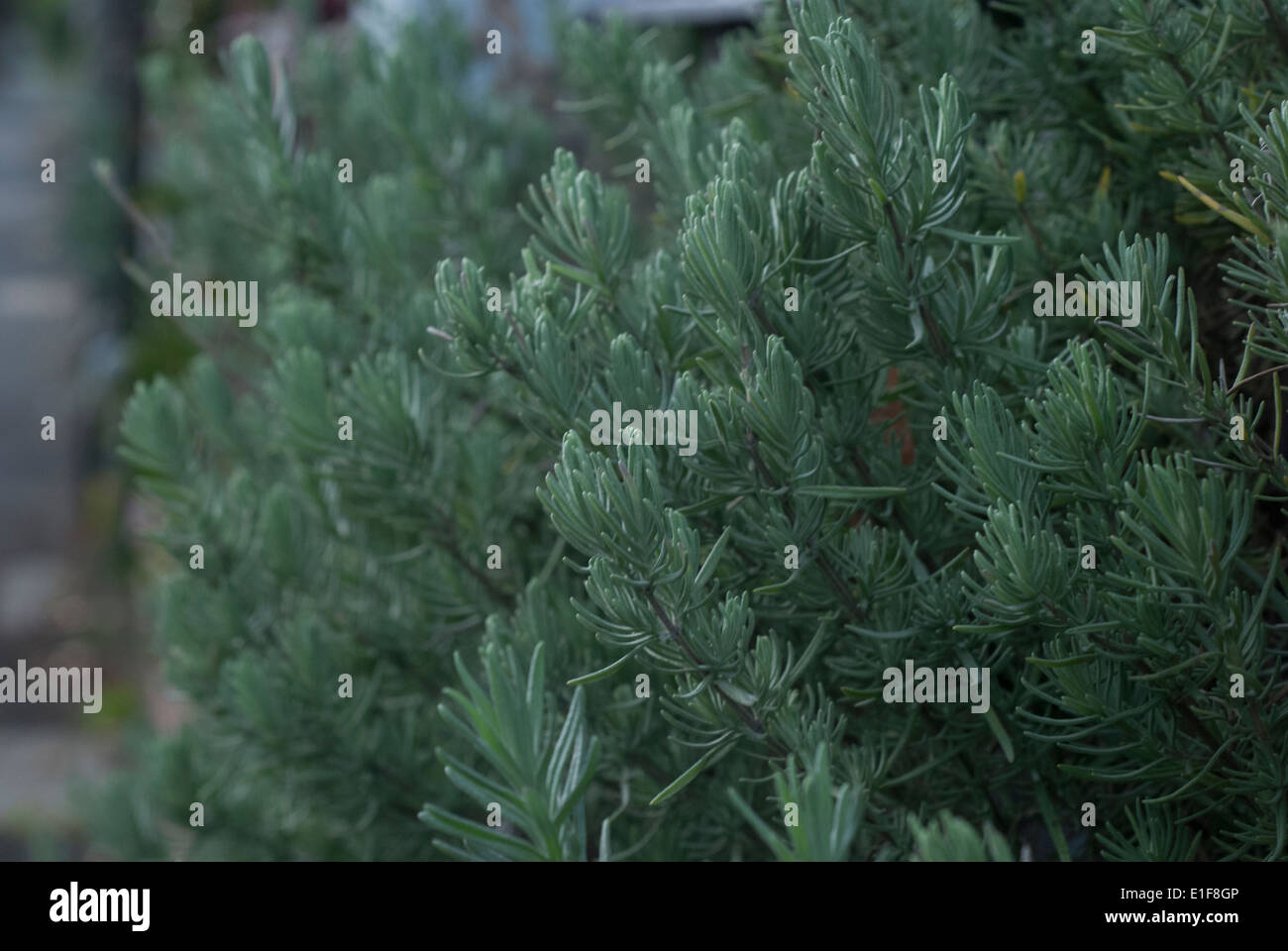 Foglie di lavanda Foto Stock