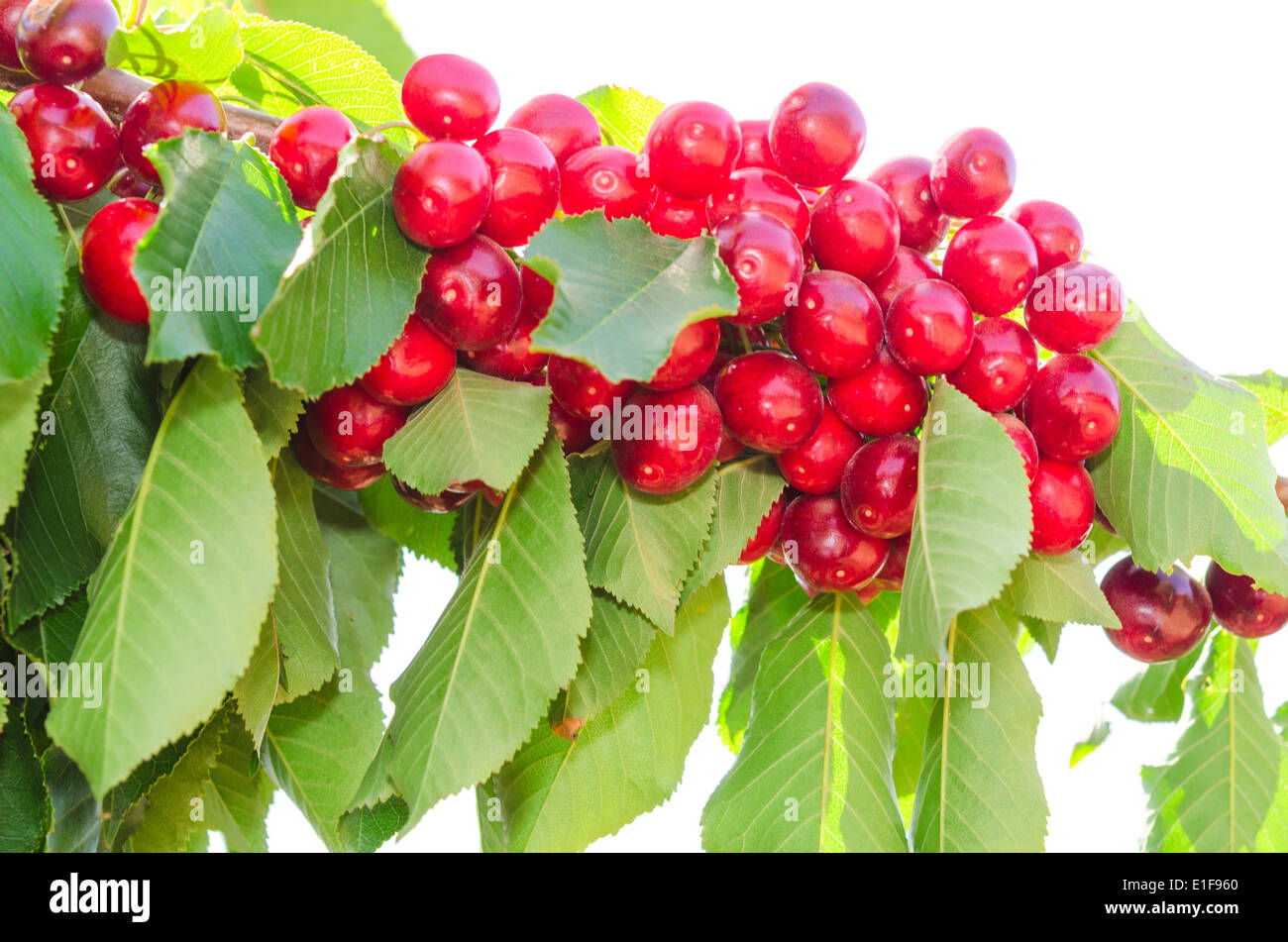 I grappoli di ripe ciliegio dolce succosa bacche sul ramo di albero isolato su bianco Foto Stock