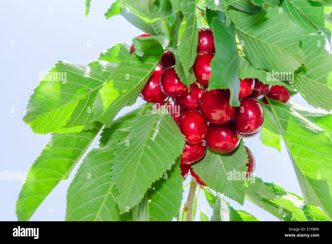 Il ramo di ciliegio contro il cielo blu con fogliame e rosso scuro bacche mature Foto Stock