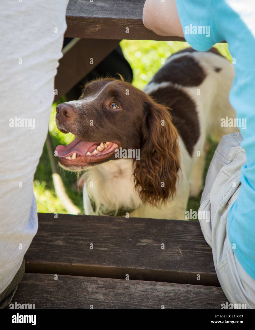 Una Springer Spaniel sotto un pub Tavolo da giardino Foto Stock