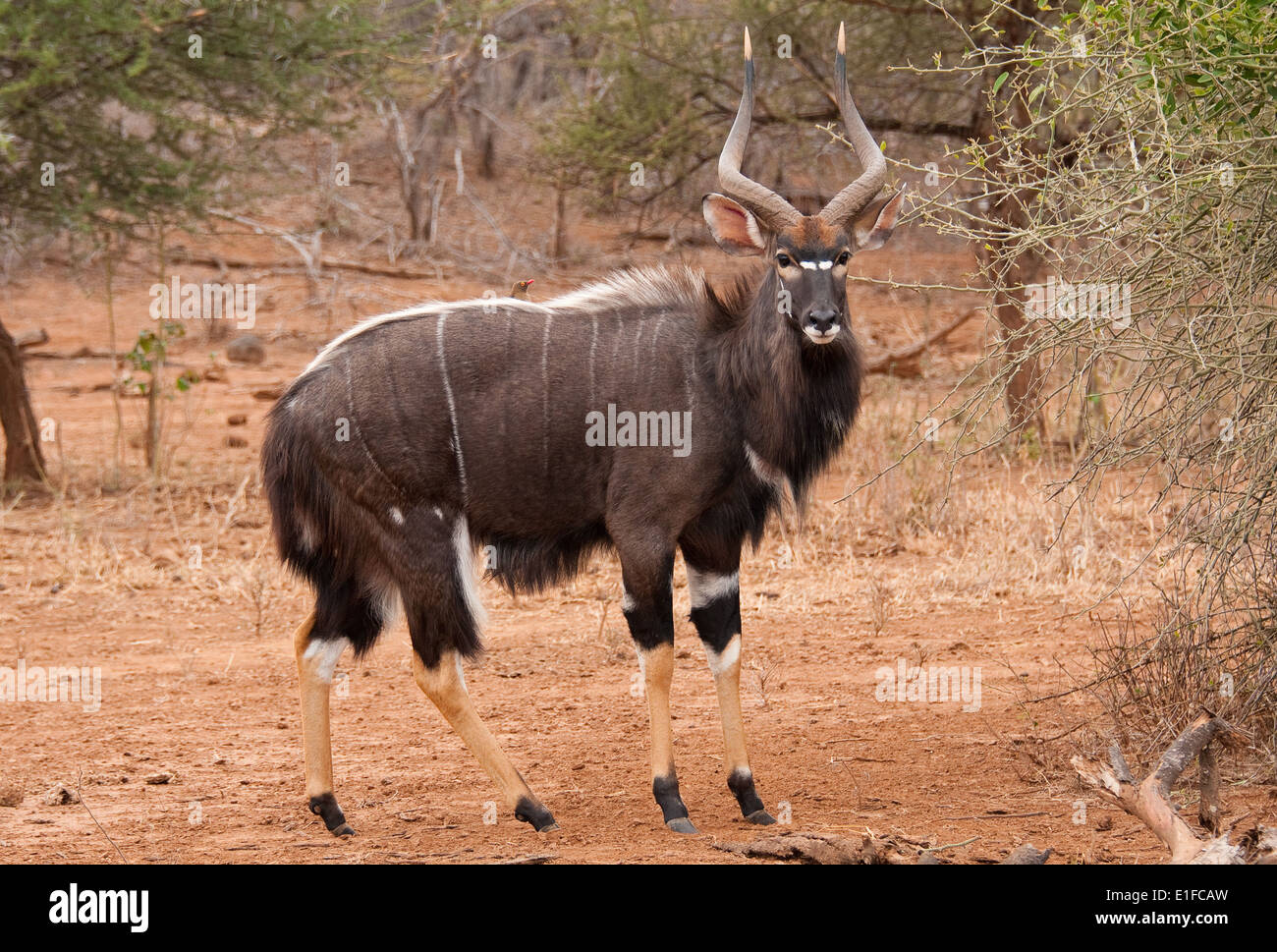 Nyala maschio (Tragelaphus angasii) vicino al fiume Luvuvhu, Kruger National Park, Sud Africa Foto Stock