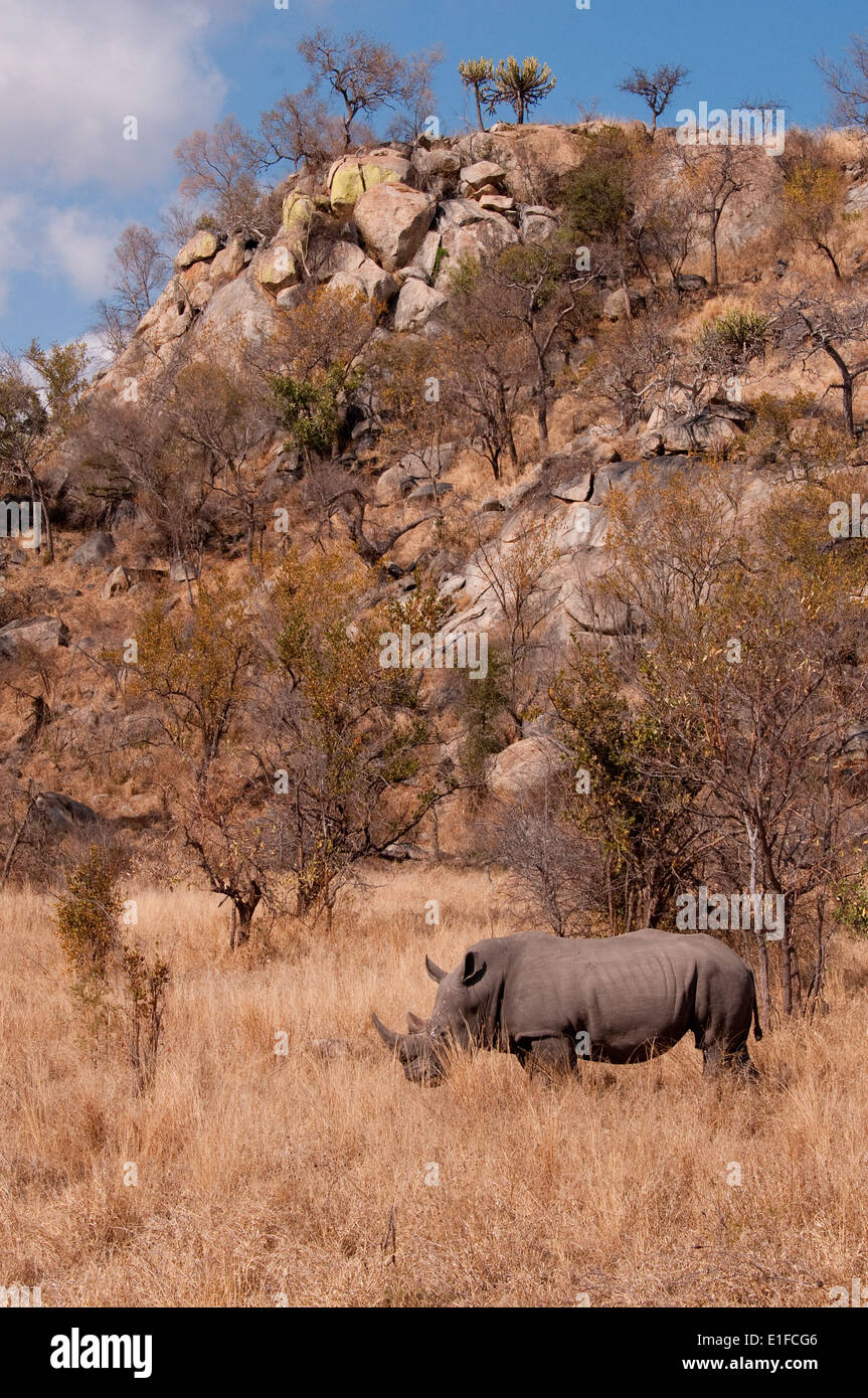 Rinoceronte bianco (Ceratotherium simum) al di sotto di un koppie sulla strada Malelane-Skukuza, Kruger National Park, Sud Africa Foto Stock