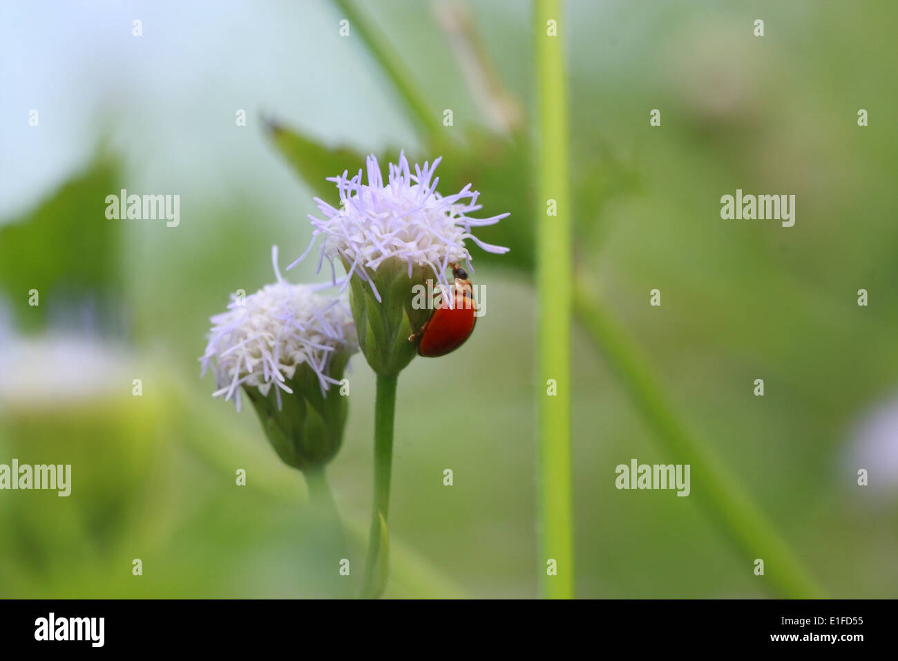 Chiudere, fino, macro, Thailandia, Asia, focus, Coccinella, Ladybug, Coleoptera, Coccinellidae Foto Stock
