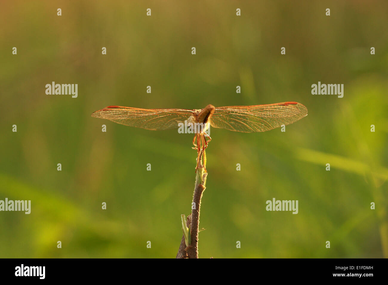 Chiudere, fino, macro, Thailandia, Asia, focus, Dragonfly, Emisfero settentrionale Foto Stock