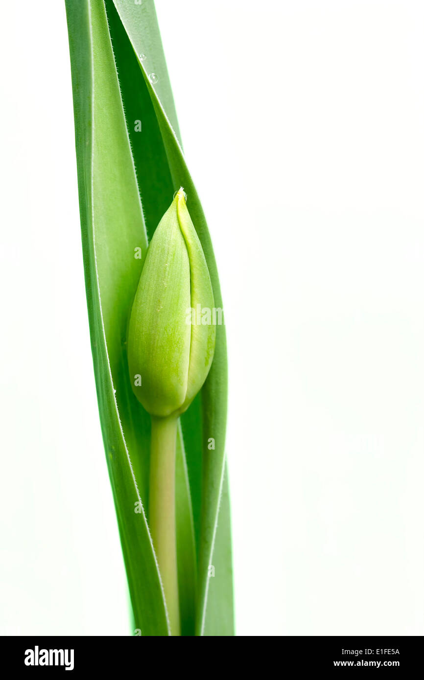 papula del tulipano Foto Stock