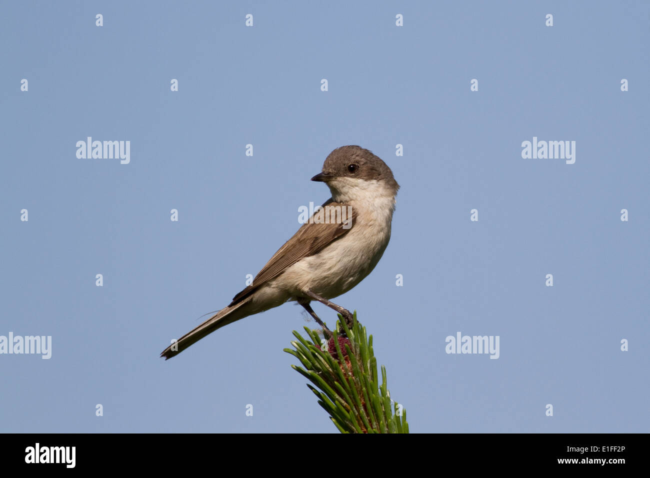 Lesser Whitethroat Foto Stock