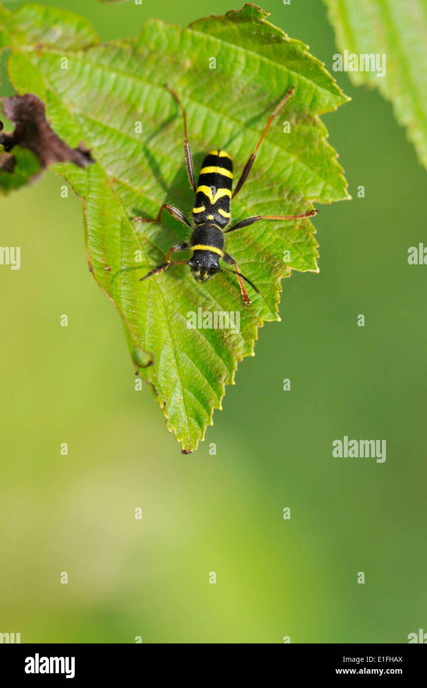 Wasp beetle (Clytus arietis), una vespa imitare, comune maggio-luglio. Foto Stock
