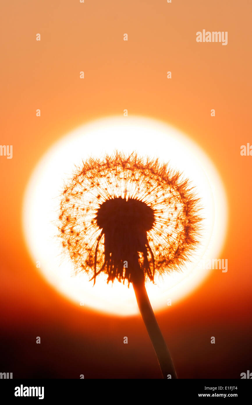 Tarassaco con il sole che tramonta dietro Foto Stock