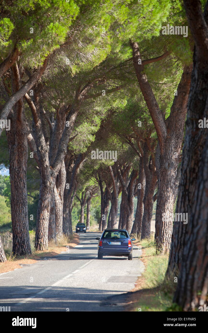 Pine strada alberata con automobile che viaggia lungo di esso, Toscana, Italia, Europa Foto Stock