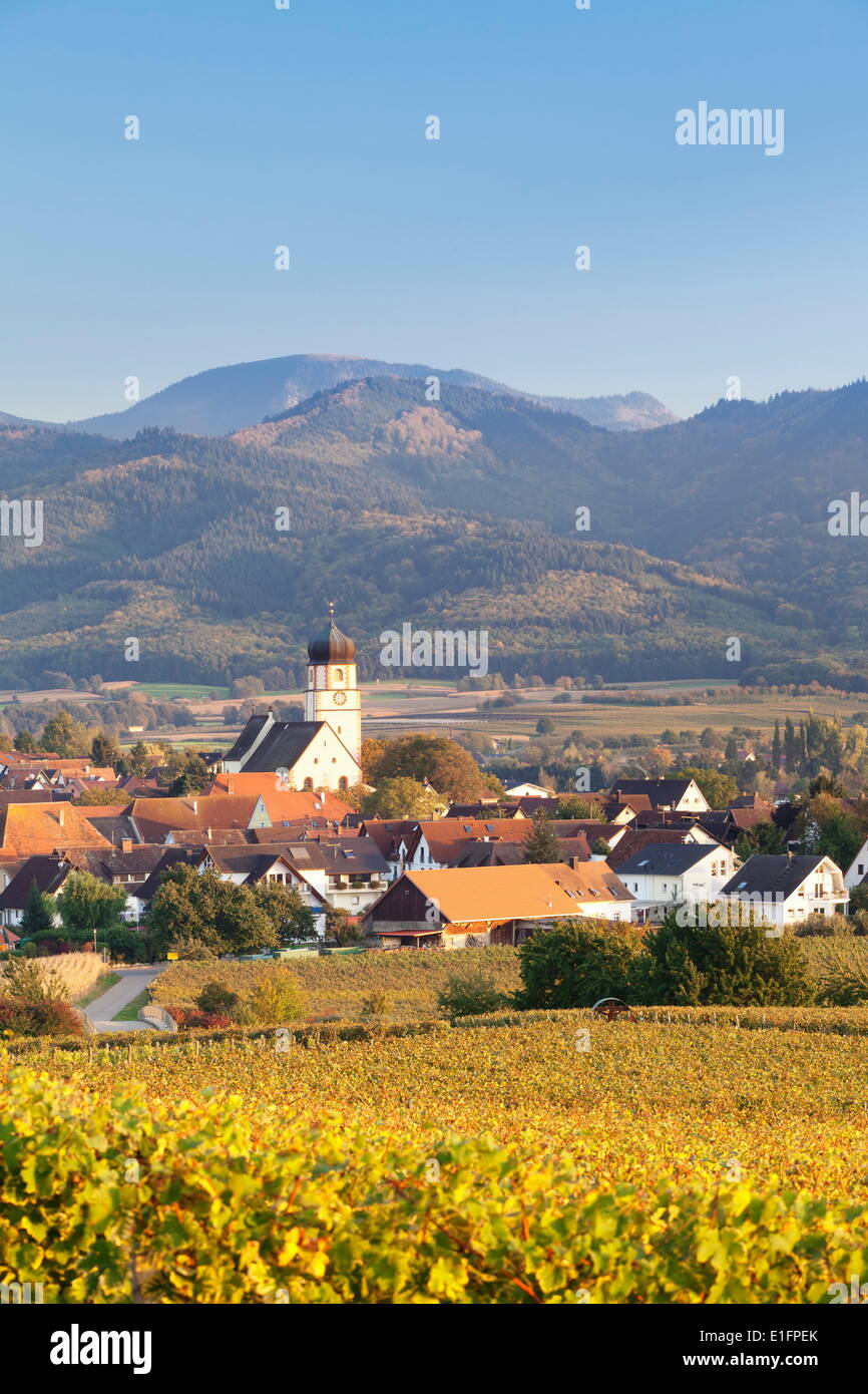 Vigneti in autunno, Ehrenkirchen, Distretto Ehrenstetten, Markgrafler Land, Foresta Nera, Baden Wurttemberg, Germania, Europa Foto Stock