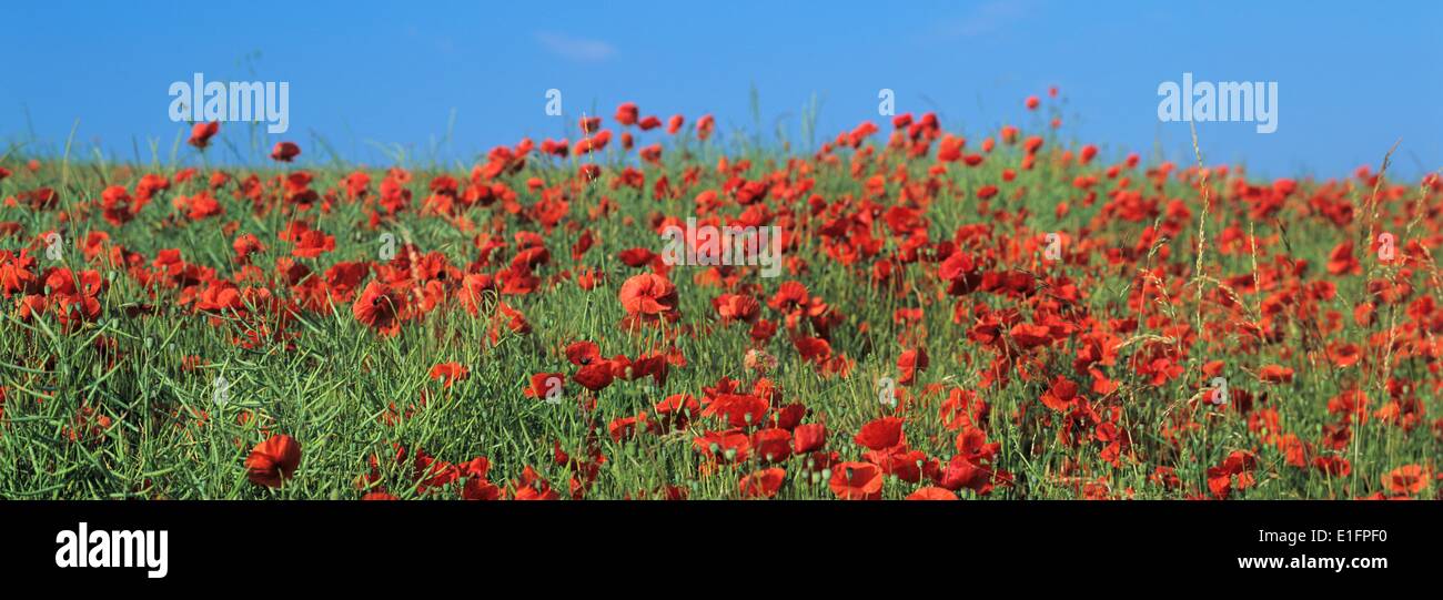 Campo di papaveri, Neresheim, Svevo, Baden Wurttemberg, Germania, Europa Foto Stock